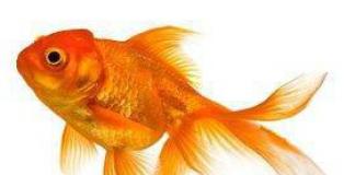 Для чего необходимо упражнение «Золотая рыбка» для позвоночника